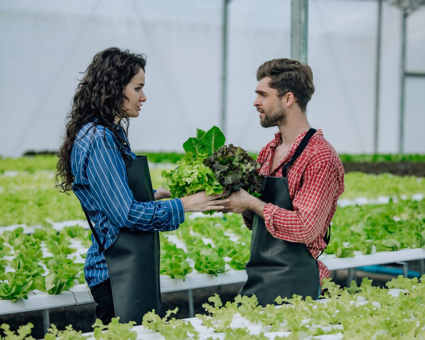 hydroponic-farm-owner-selects-veggies-monitors-gr-2025-01-09-15-41-29-utc (1)